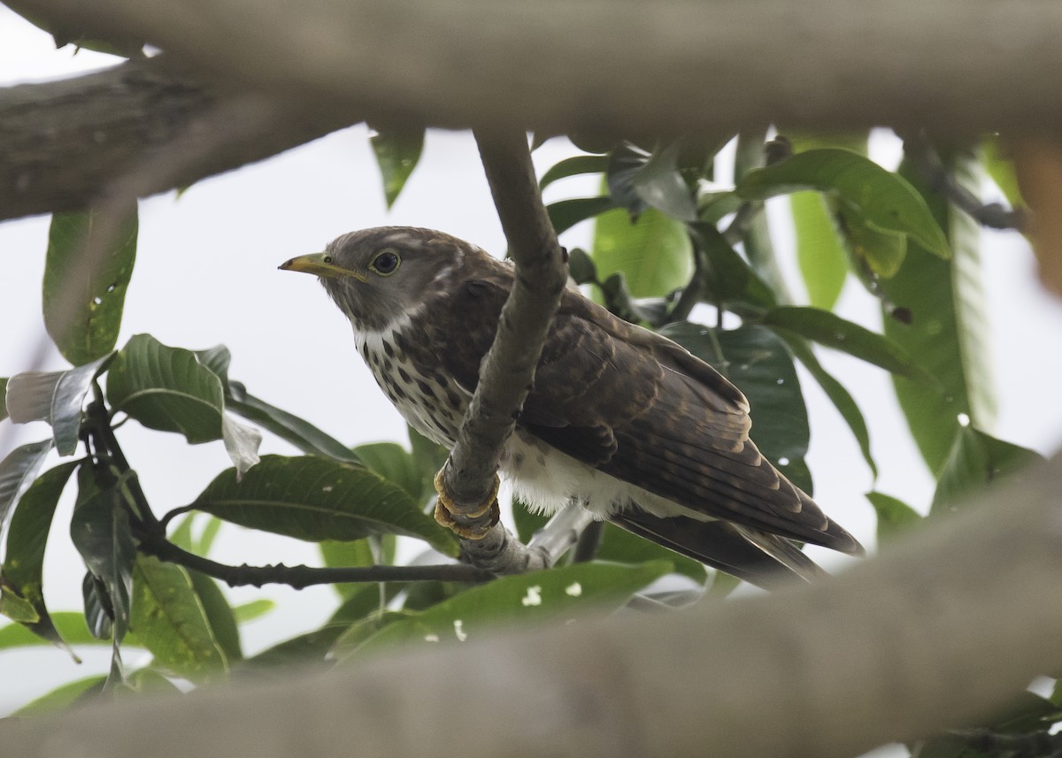 Common Hawk-Cuckoo - Sayam U. Chowdhury