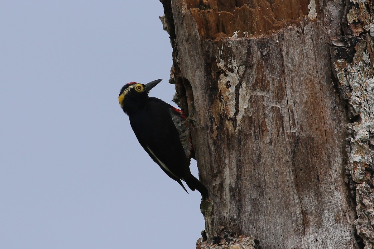 Yellow-tufted Woodpecker - ML343336161