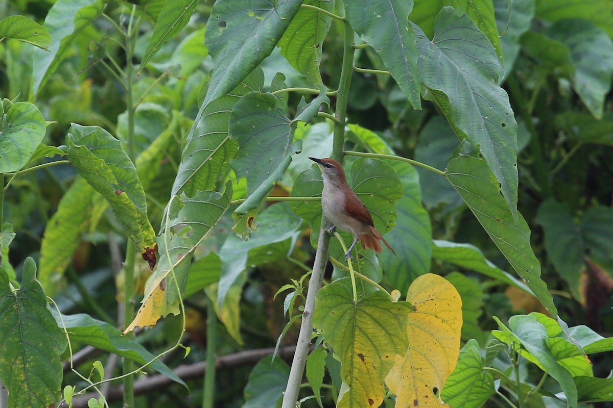 Yellow-chinned Spinetail - Andy Jordan