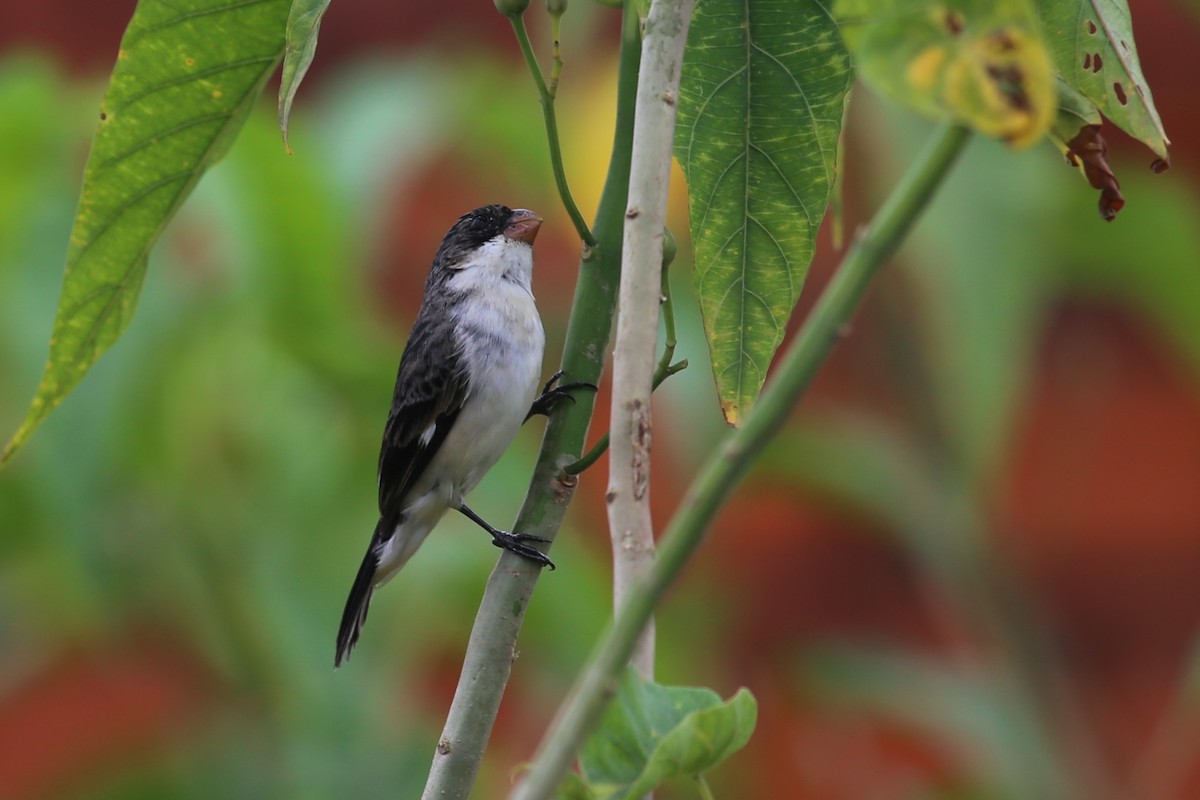 White-bellied Seedeater - ML343339191