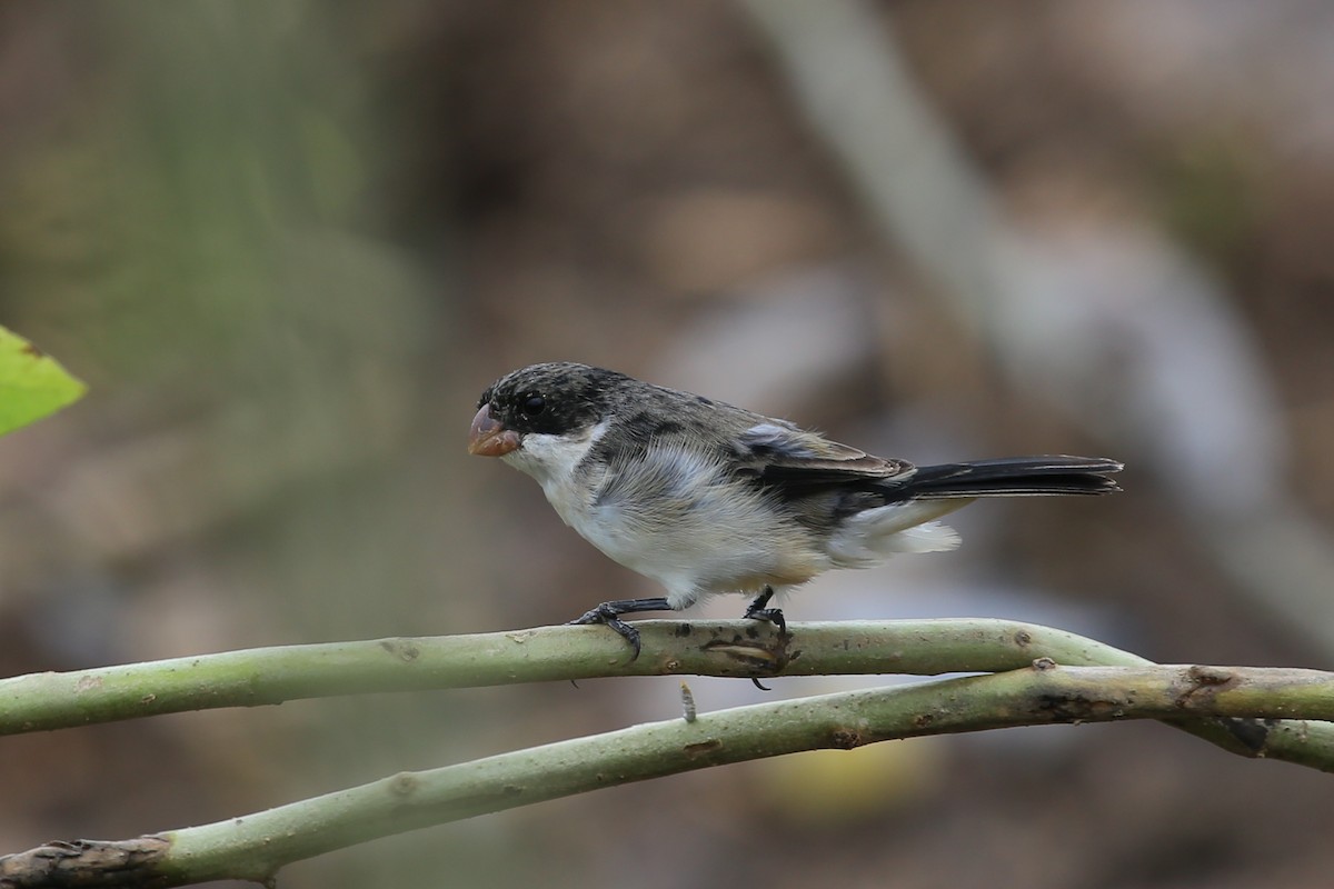 White-bellied Seedeater - ML343339201