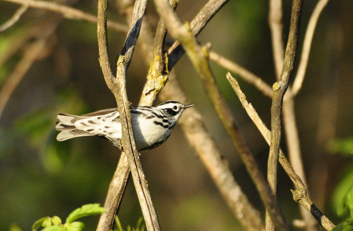 Black-and-white Warbler - ML343340881