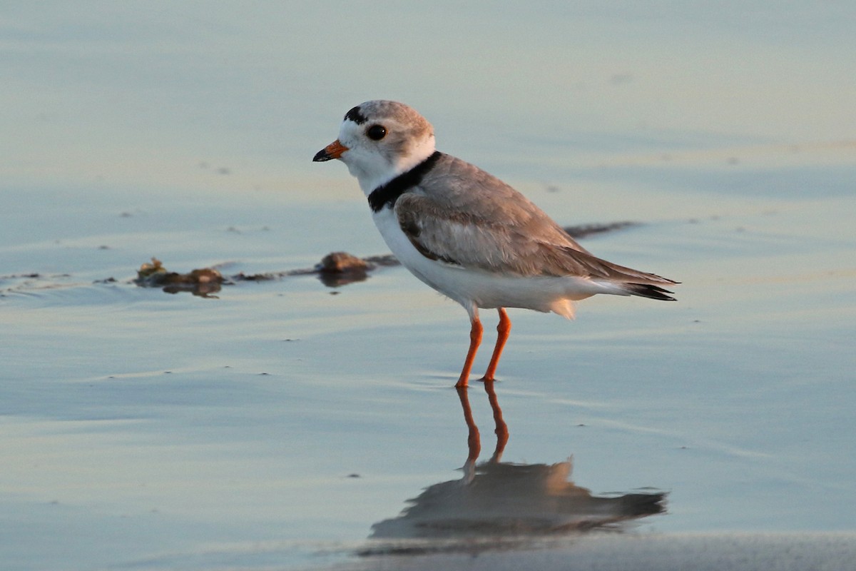 Piping Plover - ML343344451