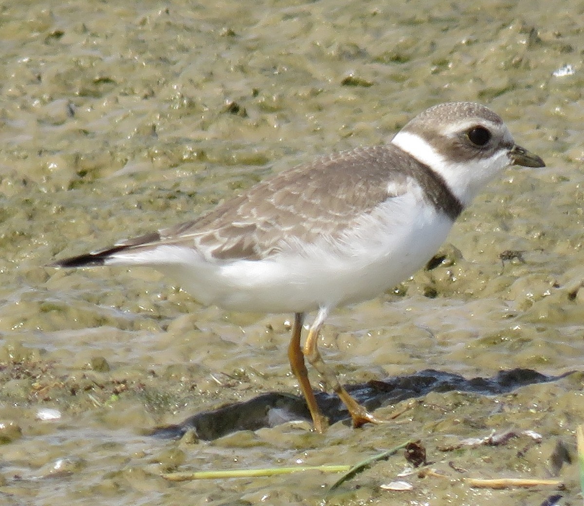 Semipalmated Plover - Jan Thom