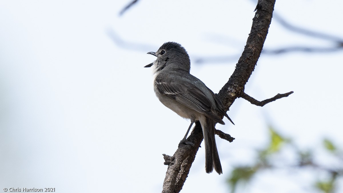 Plumbeous Vireo - ML343346631