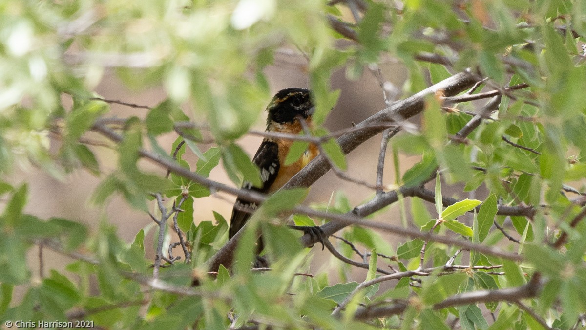 Black-headed Grosbeak - ML343346901