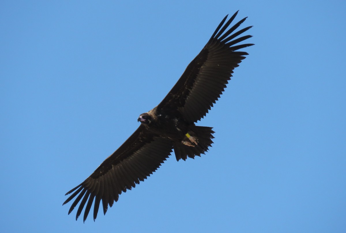 Cinereous Vulture - ML343347491