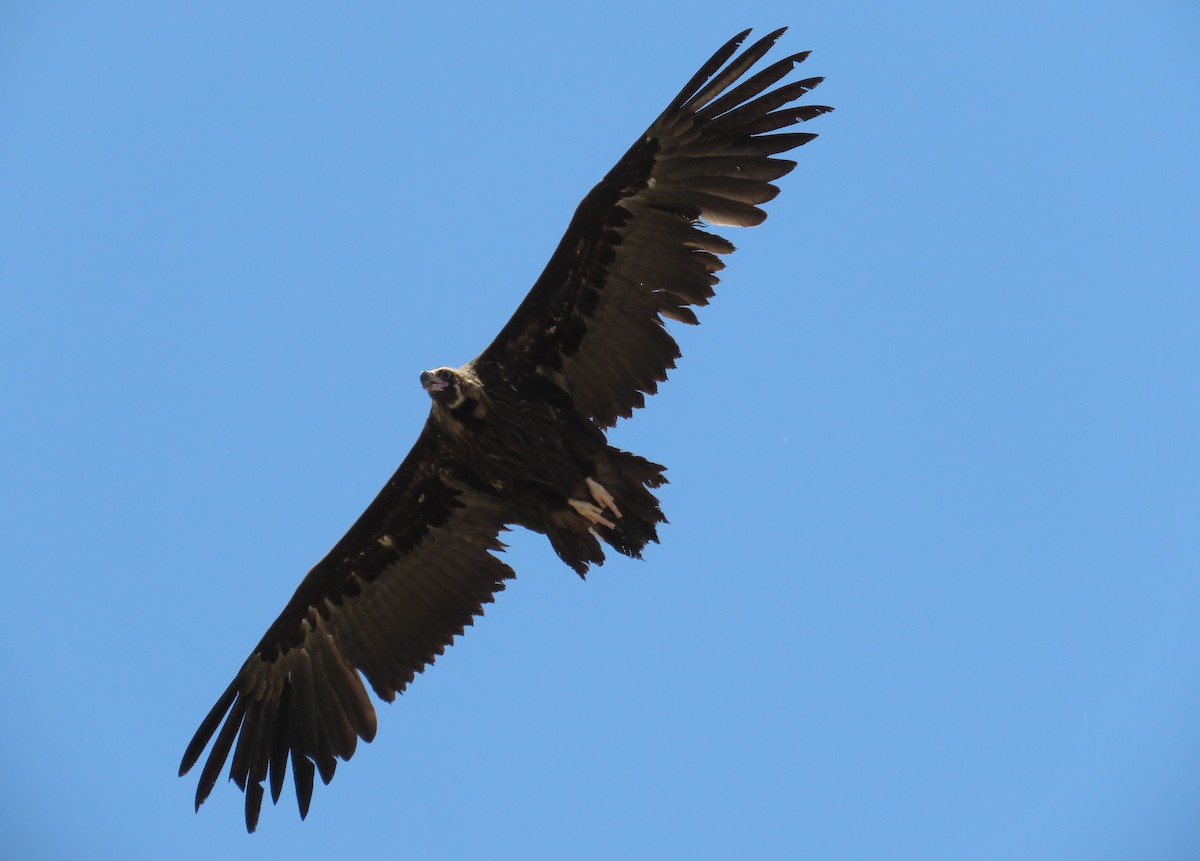 Cinereous Vulture - ML343347501