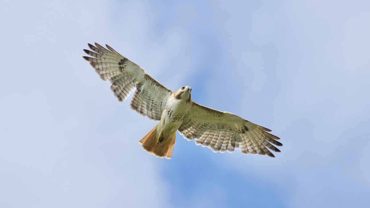Red-tailed Hawk - ML343348761