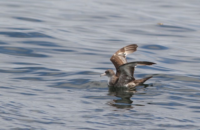Pink-footed Shearwater undergoing Definitive Prebasic Molt. - Pink-footed Shearwater - 