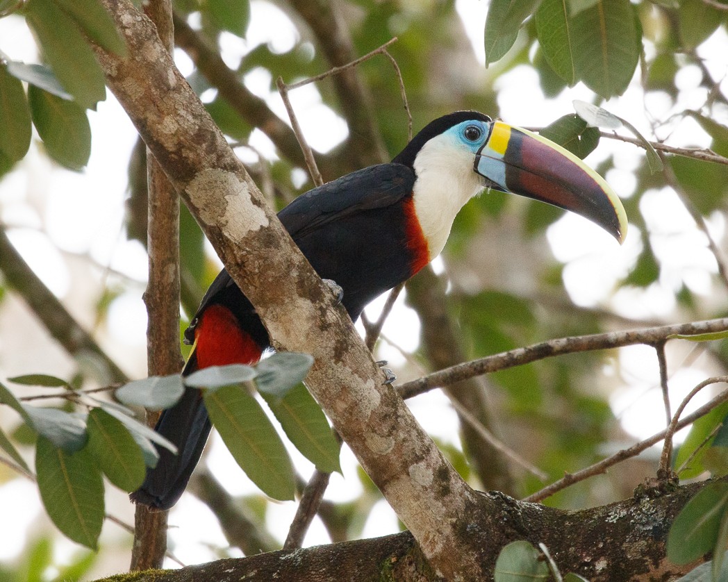 White-throated Toucan (Red-billed) - ML343355591
