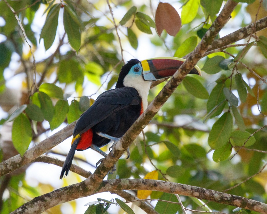 White-throated Toucan (Red-billed) - ML343355601