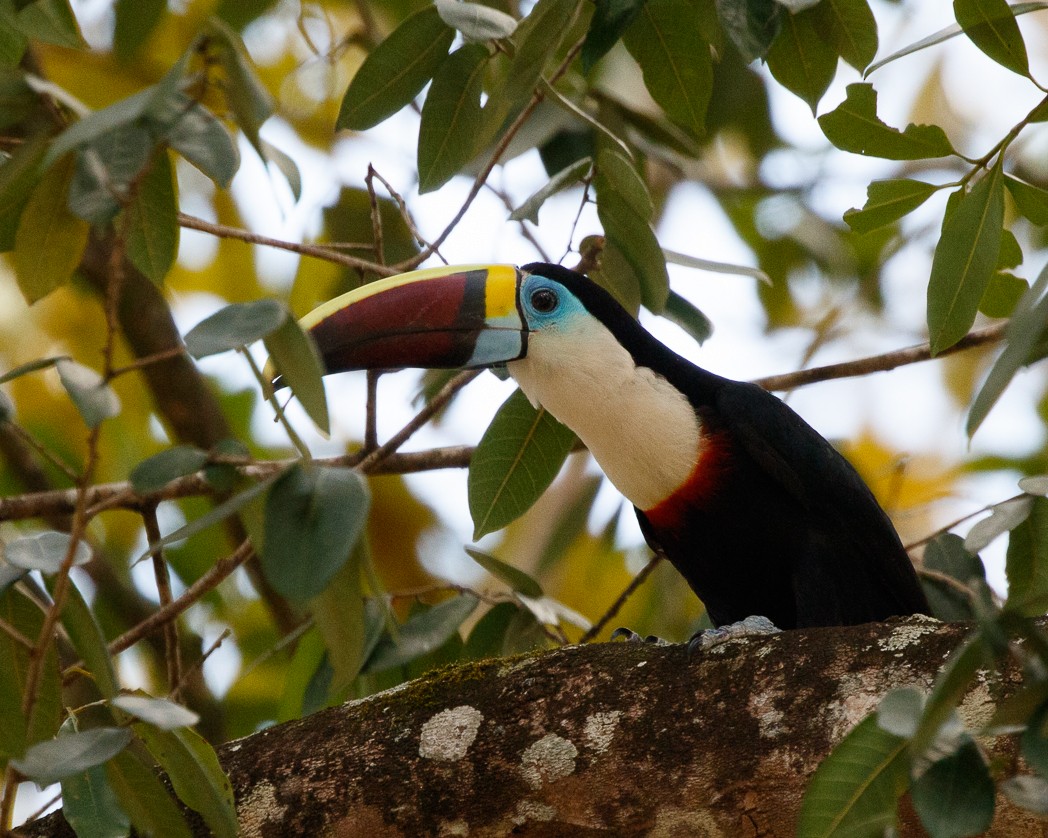 White-throated Toucan (Red-billed) - ML343355611