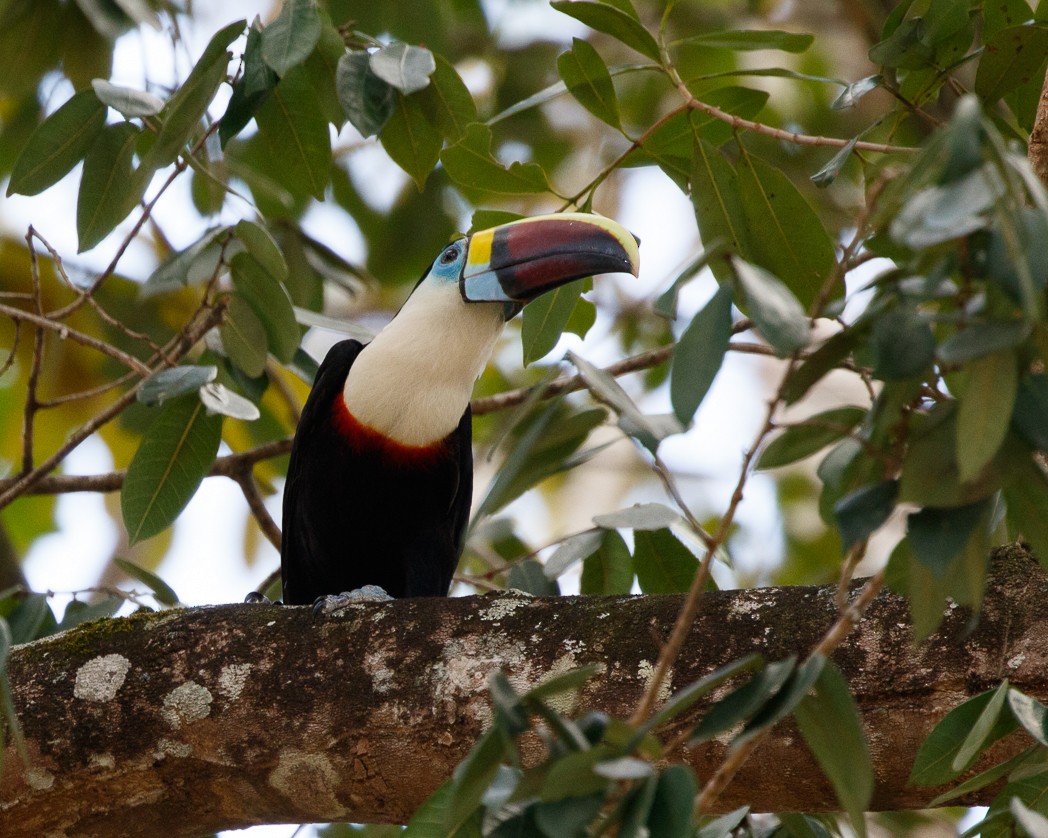 White-throated Toucan (Red-billed) - ML343356221