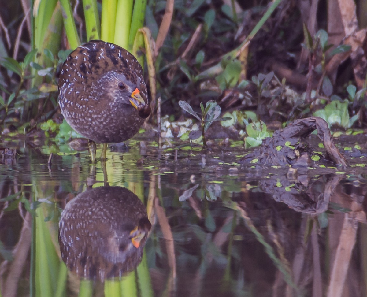 Spotted Crake - ML343356451