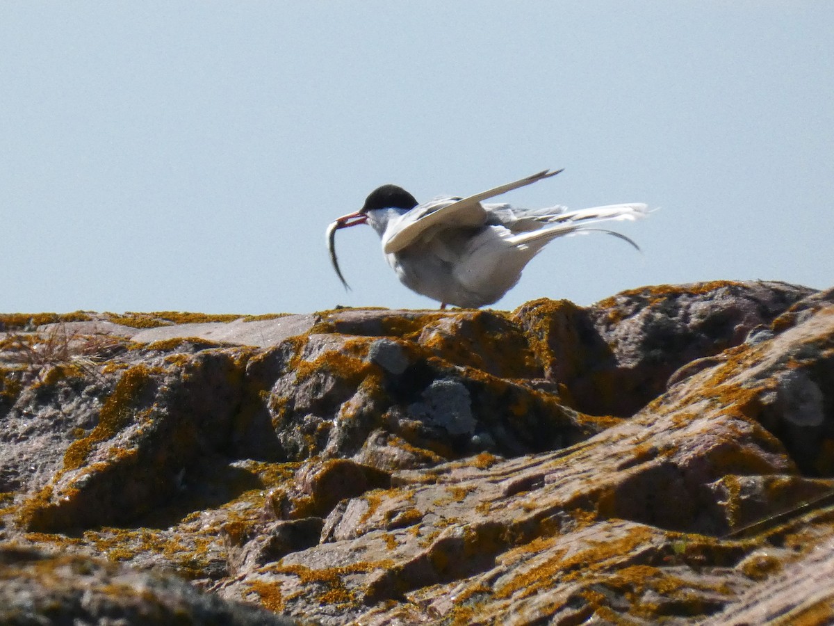 Arctic Tern - Marie Stridh