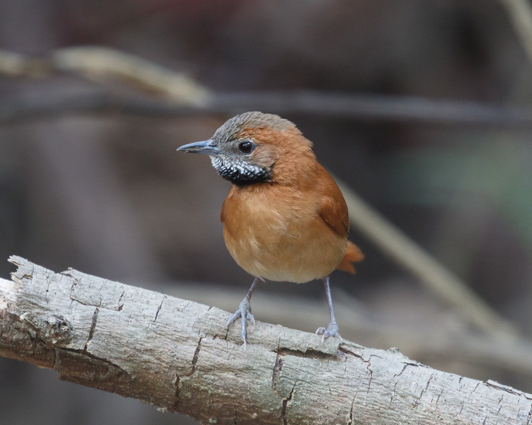 Hoary-throated Spinetail - ML343362531
