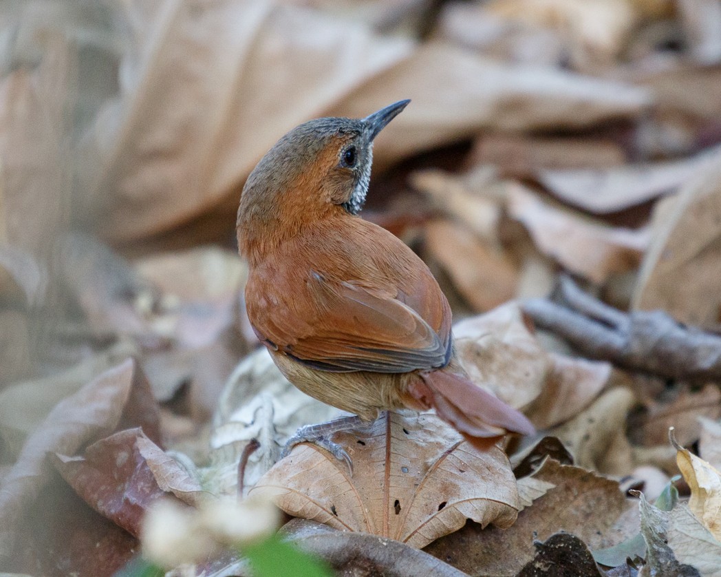 Hoary-throated Spinetail - ML343362551