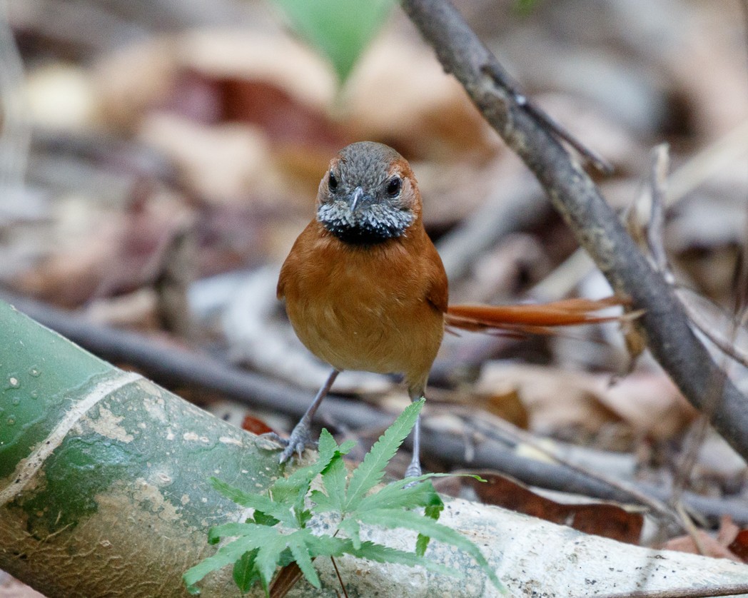 Hoary-throated Spinetail - ML343362561