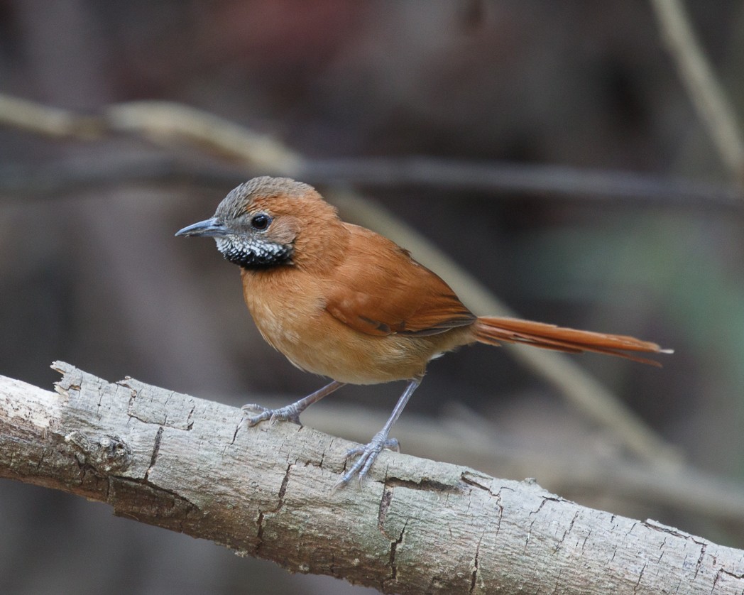 Hoary-throated Spinetail - ML343362651