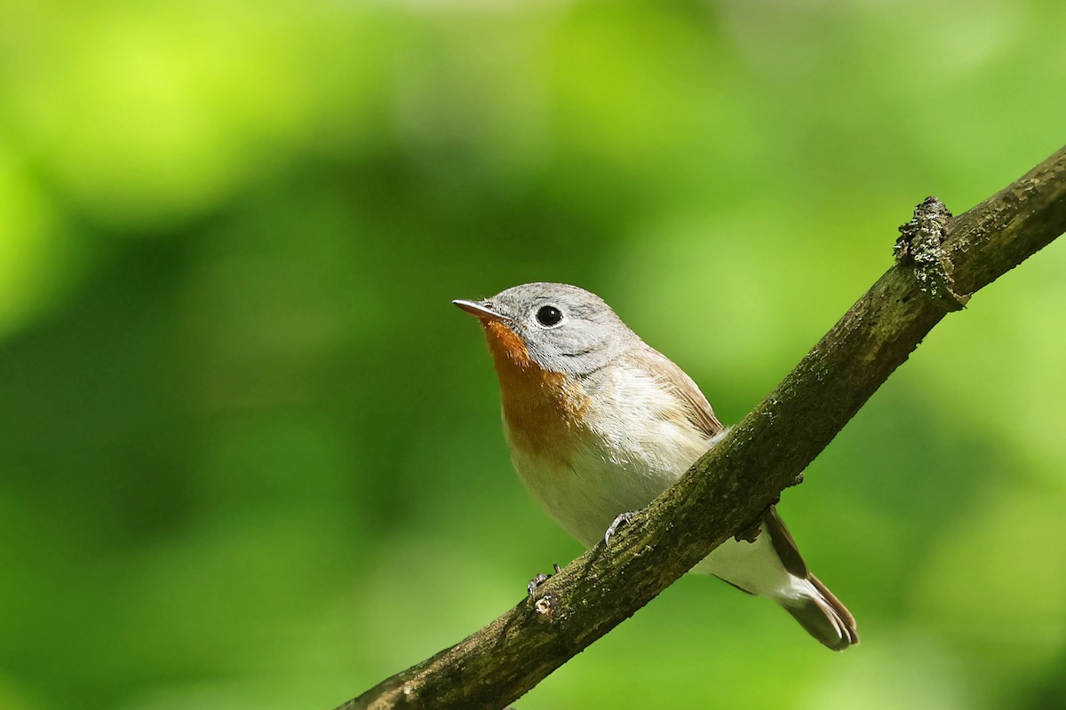 Red-breasted Flycatcher - ML343370011