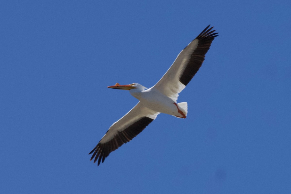 American White Pelican - ML343376301