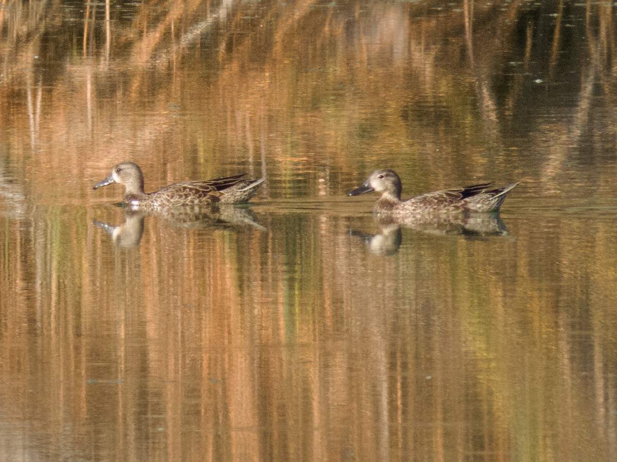 Blue-winged Teal - ML34338051