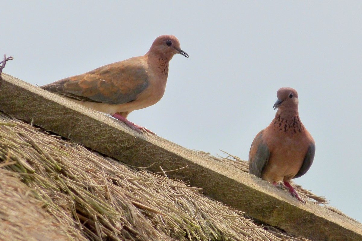 Laughing Dove - ML343381921