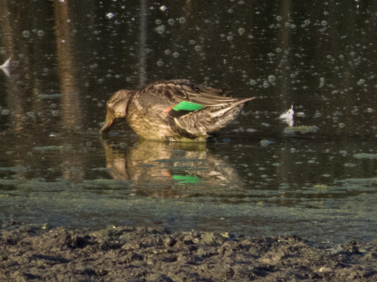 Green-winged Teal - ML34338281