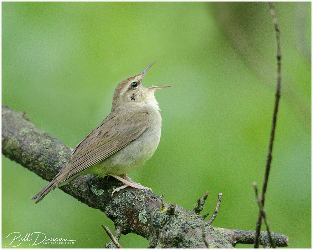 ML343388181 - Swainson's Warbler - Macaulay Library