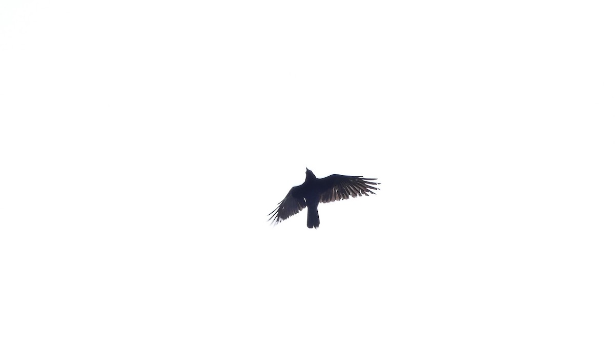 Fish Crow - ML343391991