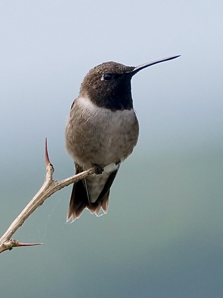 Black-chinned Hummingbird - ML343395881