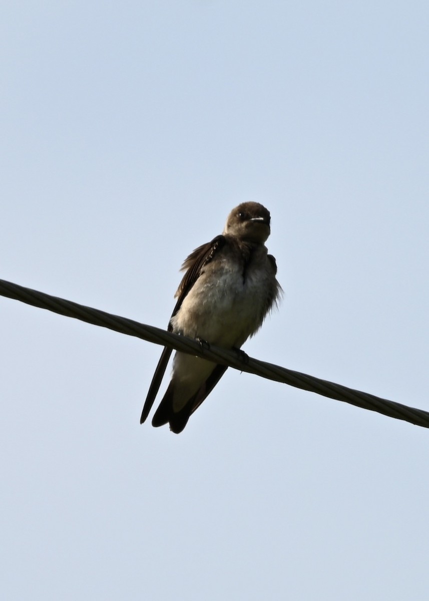 Northern Rough-winged Swallow - ML343396701