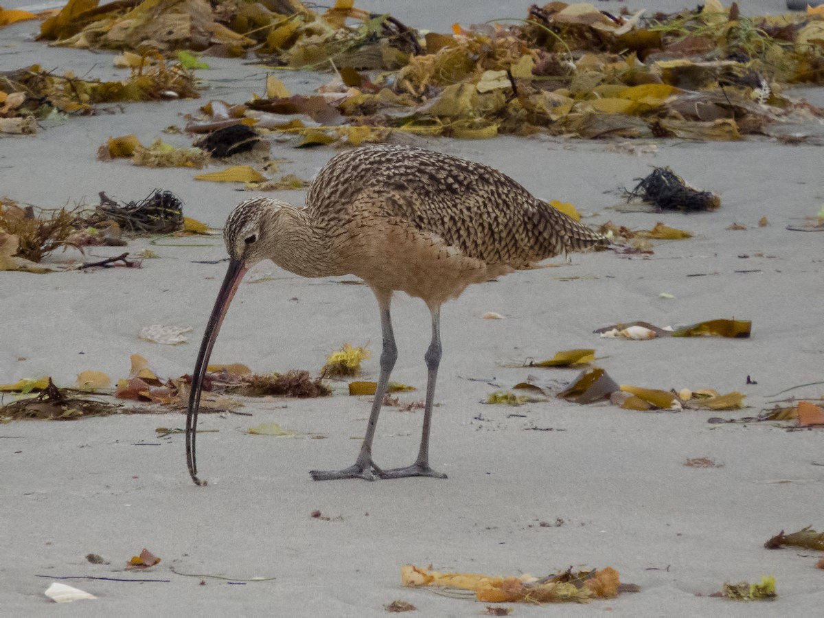 Long-billed Curlew - ML34339881