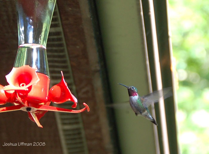 Broad-tailed Hummingbird - ML343408191