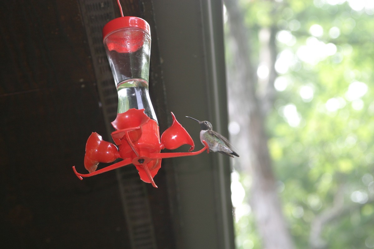 Broad-tailed Hummingbird - ML343408221