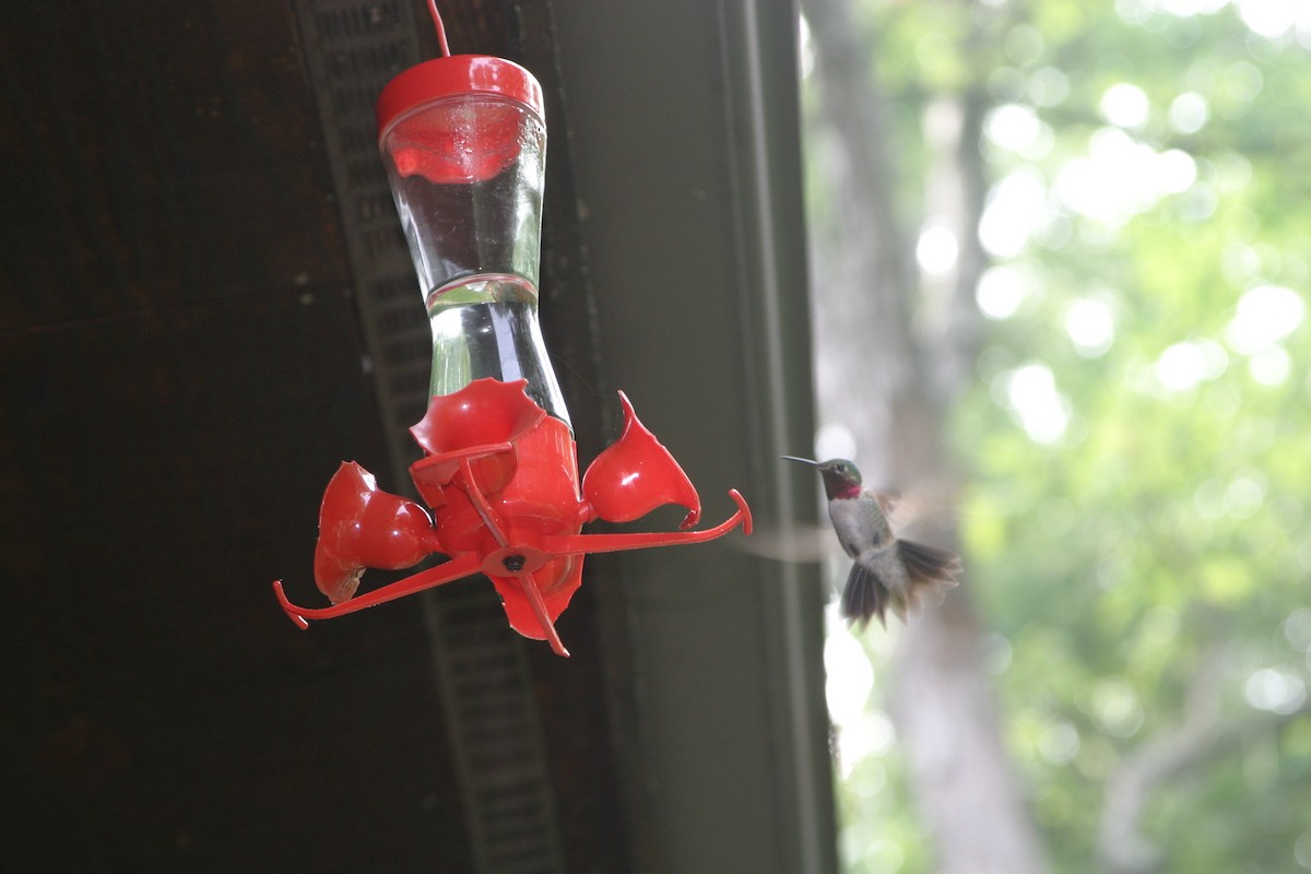 Broad-tailed Hummingbird - Joshua Uffman