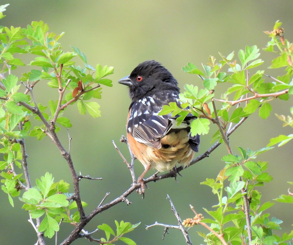 Spotted Towhee - ML343414371