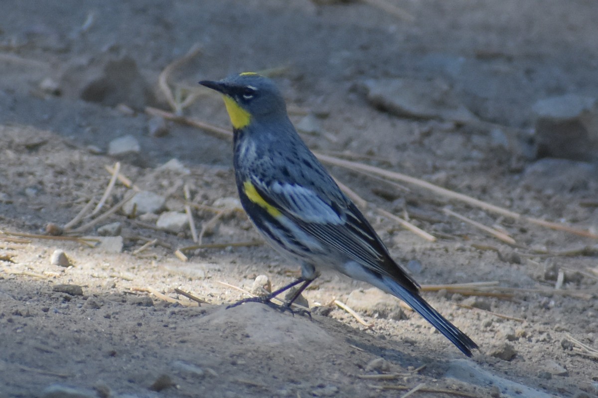 Yellow-rumped Warbler - Kate E Magoon
