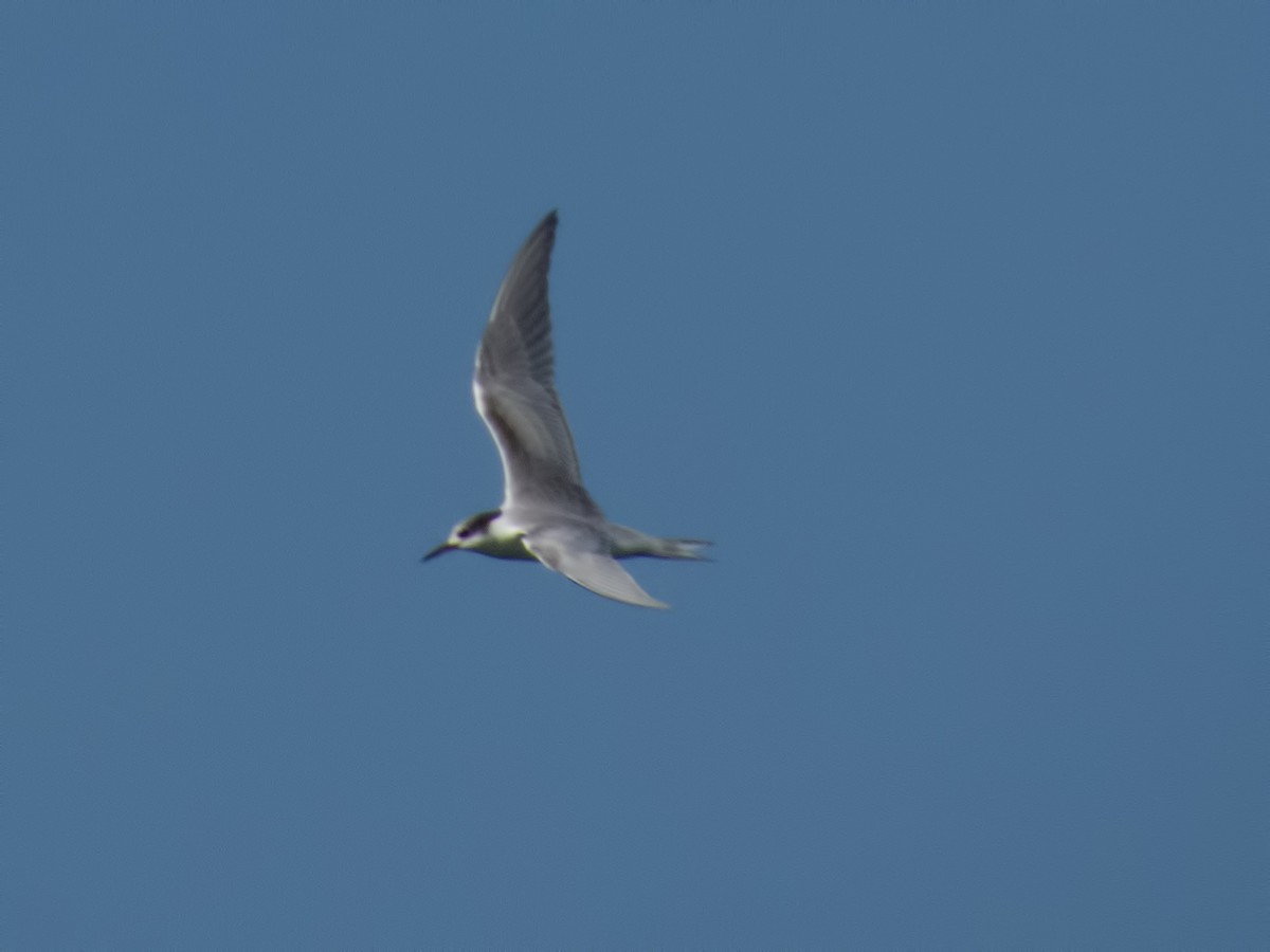 Common Tern - Glenn Kincaid:GreenBigYear