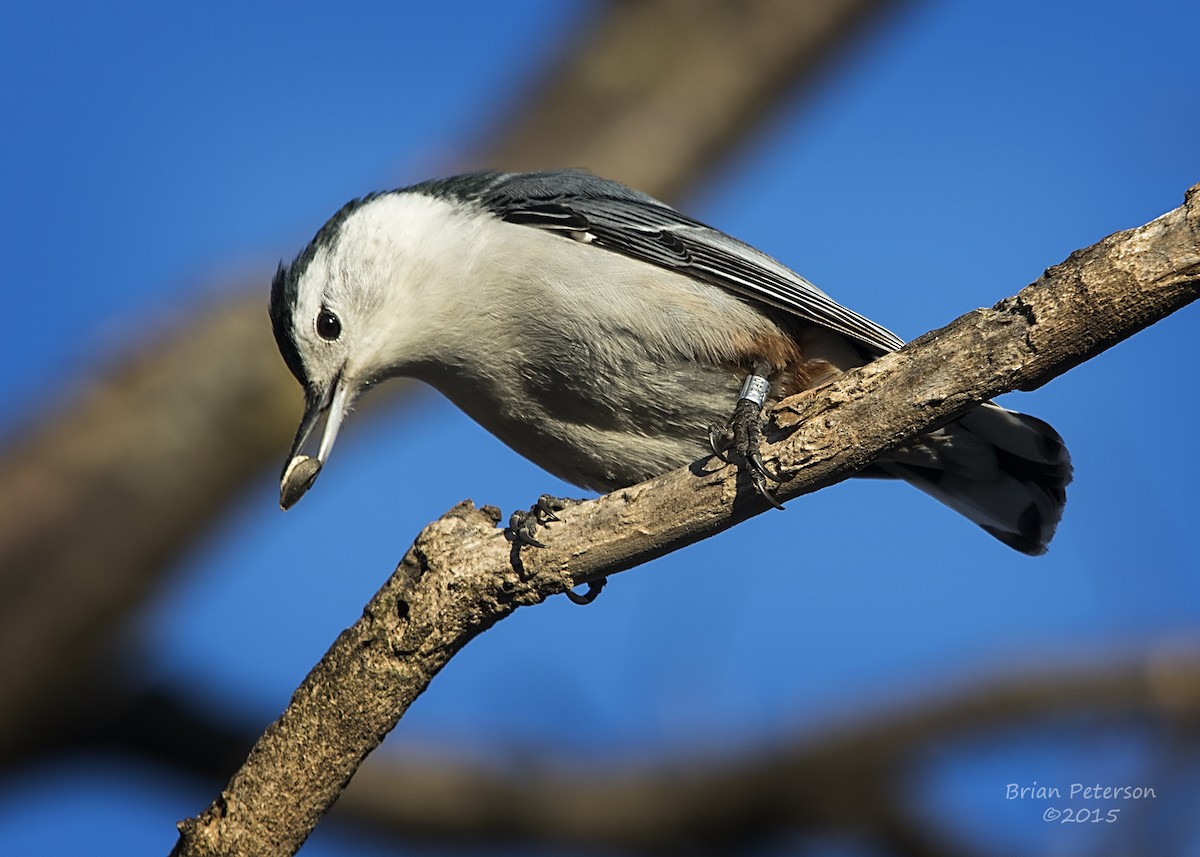 White-breasted Nuthatch - Brian Peterson