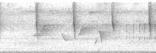 Колібрі-лісовичок буроголовий - ML34343