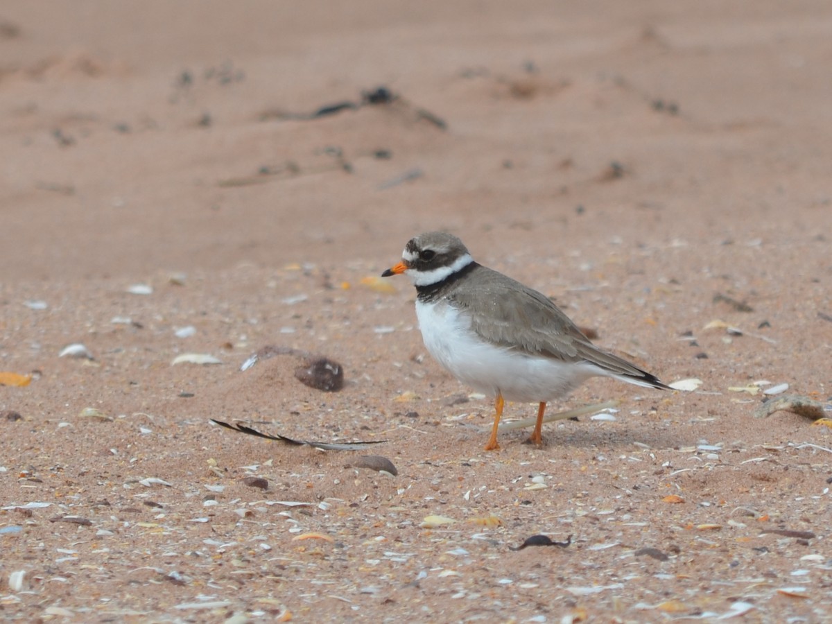 Common Ringed Plover - ML343432841