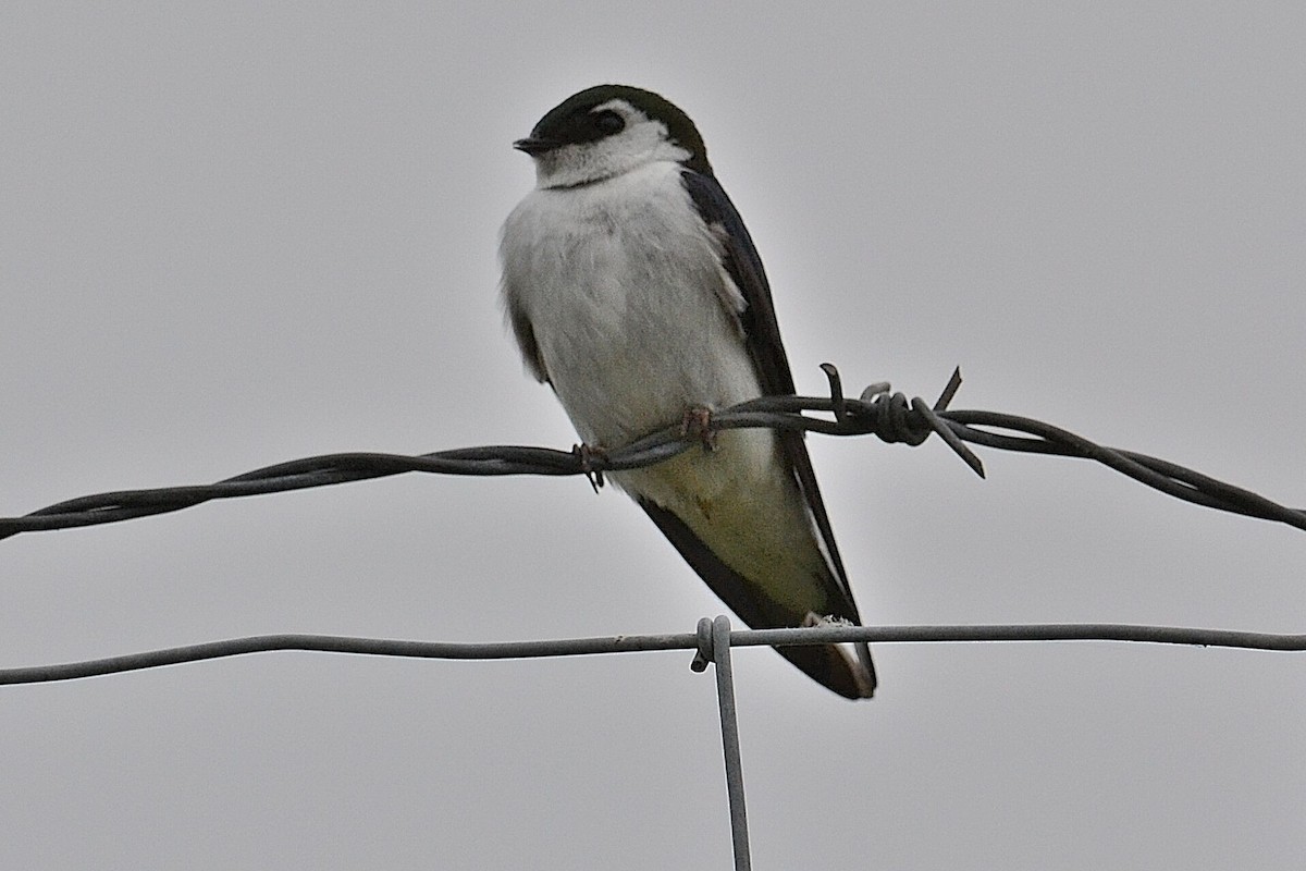 Violet-green Swallow - ML343441011