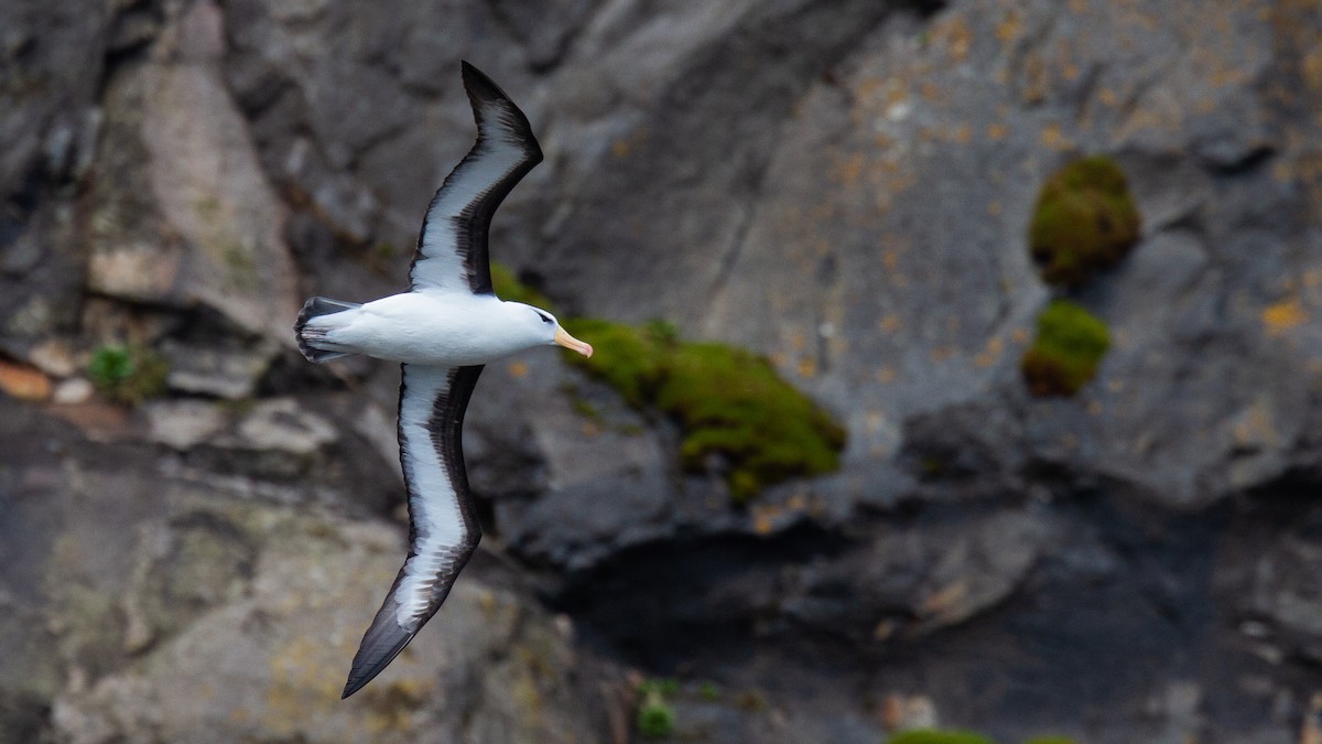 Albatros à sourcils noirs (melanophris) - ML343441071