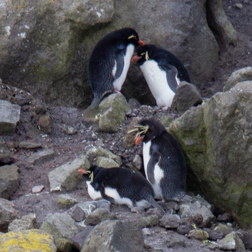 Pingüino Saltarrocas Meridional (filholi) - ML343441131