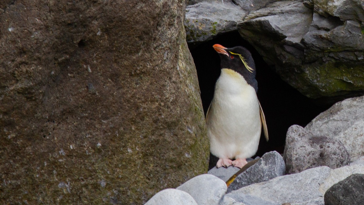 Pingüino Saltarrocas Meridional (filholi) - ML343441231