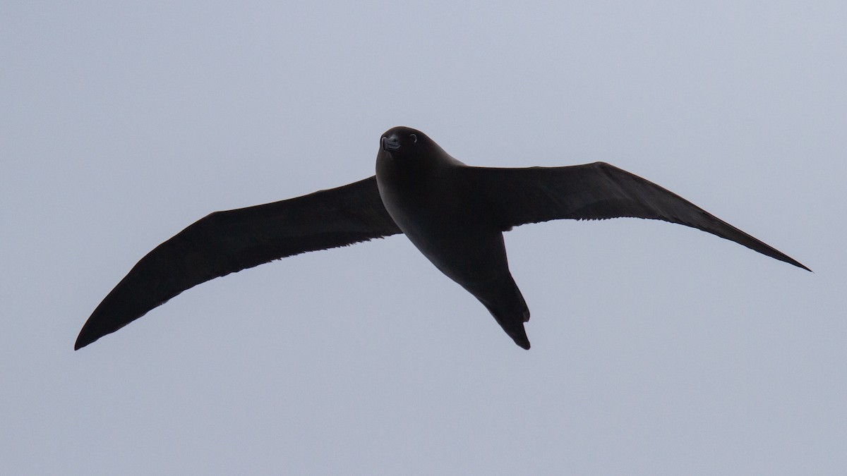 albatros světlehřbetý - ML343441411