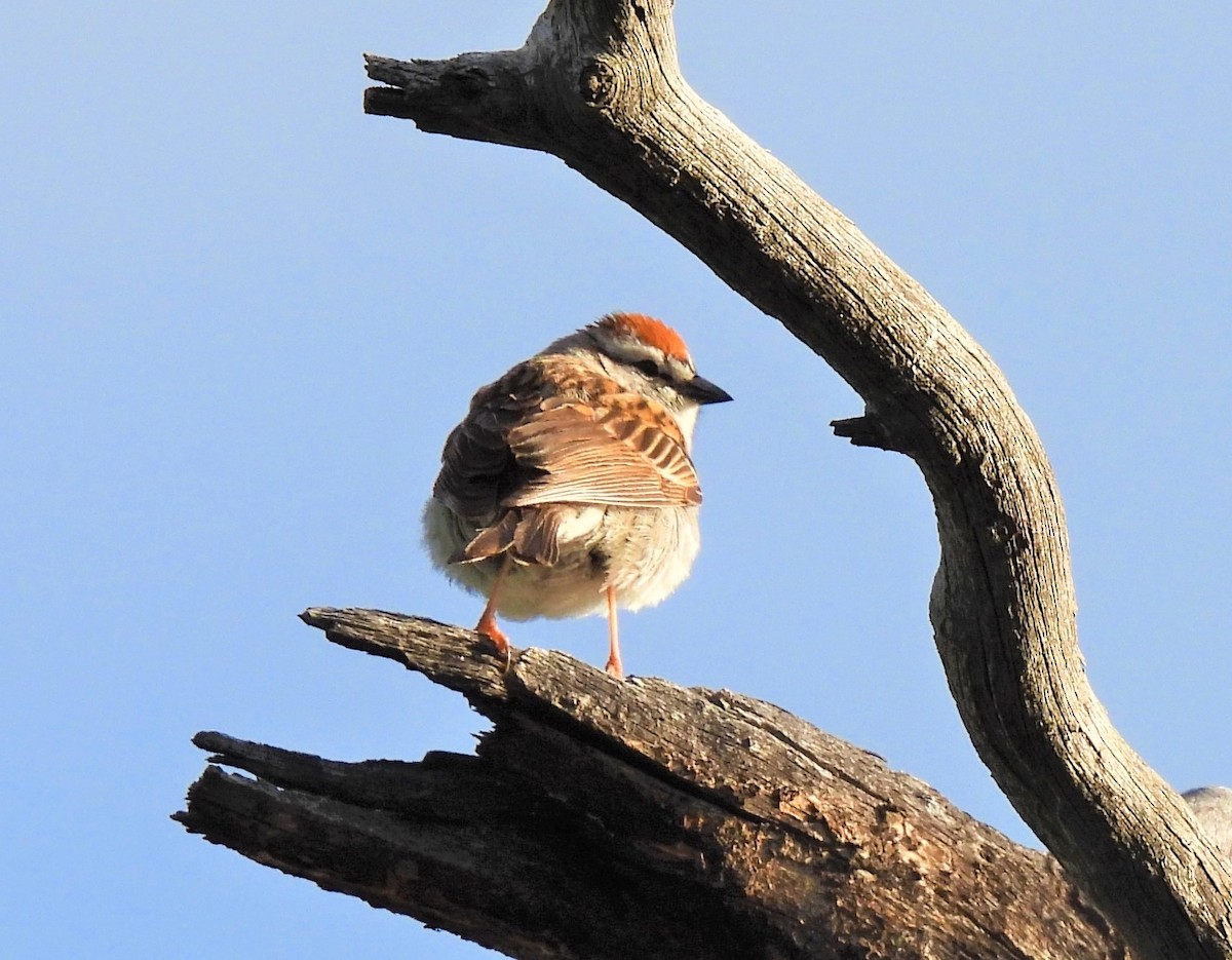 Chipping Sparrow - ML343446661