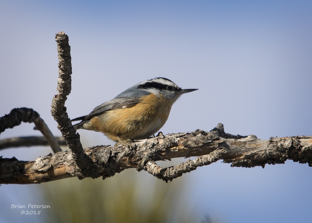 Red-breasted Nuthatch - ML34344851